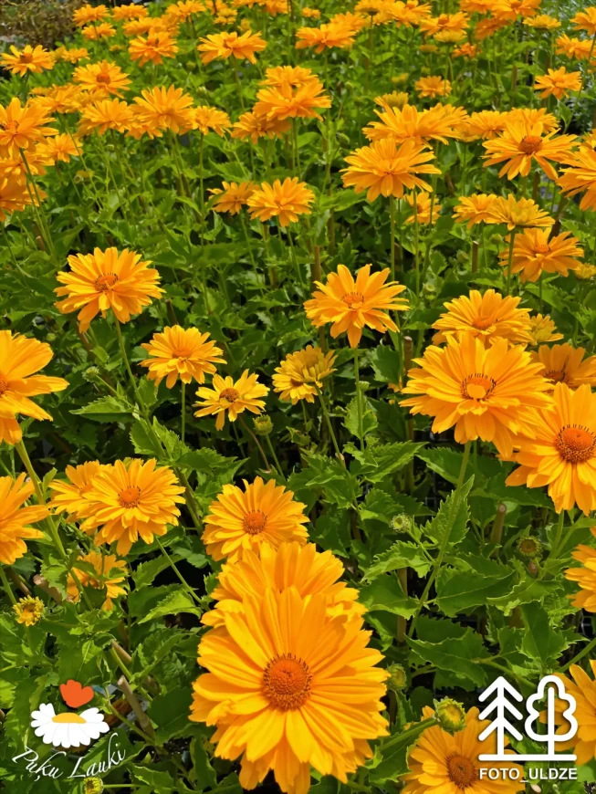 Heliopsis helianthoides var. scabra   'Venus'